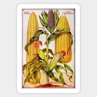 Illustration of corn from a seed Catalogue Sticker